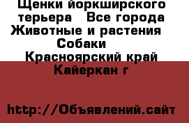 Щенки йоркширского терьера - Все города Животные и растения » Собаки   . Красноярский край,Кайеркан г.